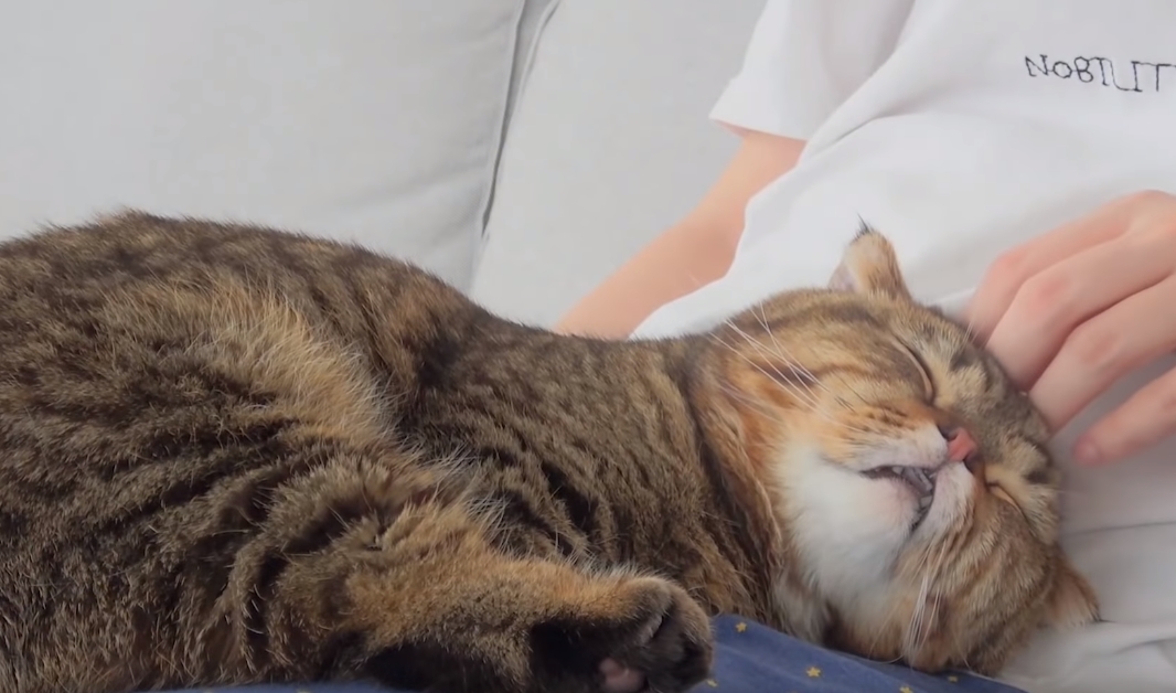 구독자 384만 명을 보유했던 고양이 유튜브 채널 ‘크림 히어로즈’의 주인이 바뀌었다. 크림 히어로즈 반려묘들을 기르고 있는 일명 ‘크집사’는 지난달 19일 자신의 채널 ‘크집사’에 �