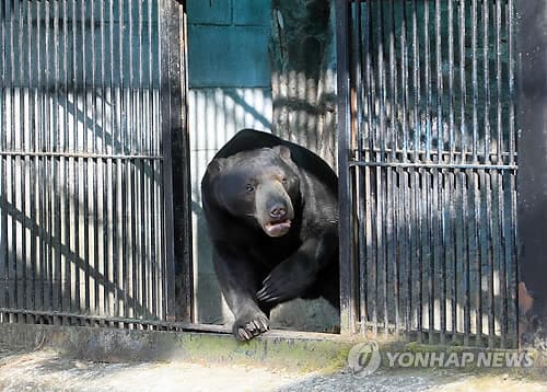 곰 2마리가 탈출했다는 긴급 안내문자가 시민들에게 발송됐다. 6일 경기 용인시에 따르면 이날 오전 처인구 이동읍 천리에서 곰 2마리가 우리에서 탈출했다.