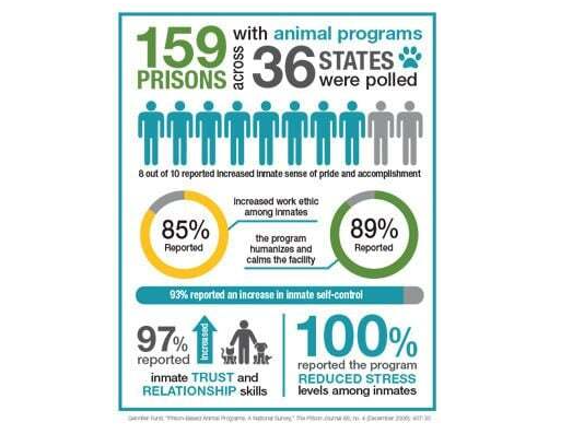 실제 미국 교도소에서 진행 중인 유기견, 유기묘 프로그램의 정체