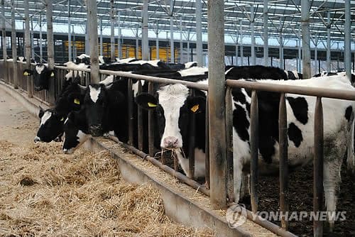 인간 뿐만 아니라 동물도 VR 체험을 하는 시대가 왔다. 지난 2019년 모스크바 지방농업부에서 젖소에게 실시한 VR헤드셋 착용 실험을 실시했다. 그 결과 젖소의 산유량이 늘고, 유질이 좋아졌다는 보고가 나와