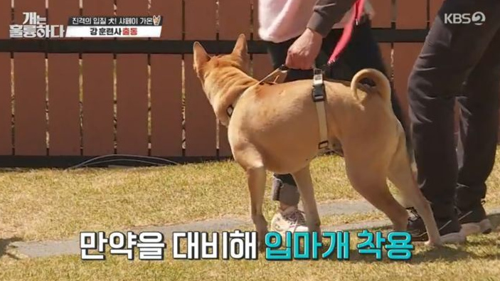 반려견 훈련 전문가 강형욱이 ‘개는 훌륭하다’ 촬영 중 견주의 황당한 태도 때문에 분노를 금치 못했다. 지난달 4월 25일 방송된 KBS2 예능 ‘개는 훌륭하다(개훌륭)’에서는 샤페이 가온의 보호자 부부가 �