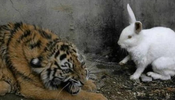 '살아있는 토끼'를 먹이로 주자 호랑이가 보인 역대급 반응