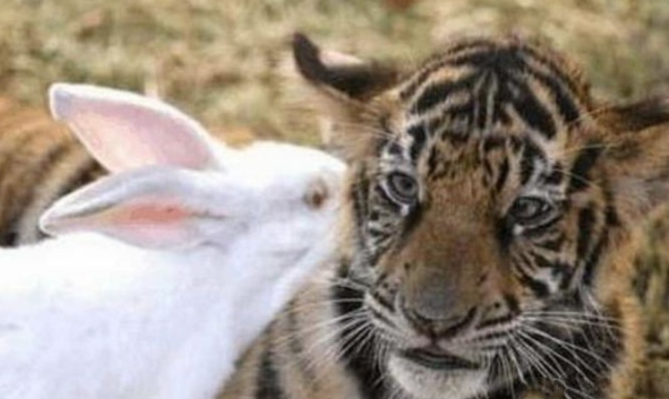 '살아있는 토끼'를 먹이로 주자 호랑이가 보인 역대급 반응