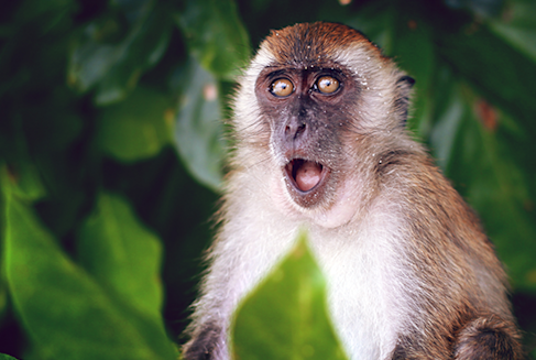 코로나 바이러스 감염과 증상은 비슷하지만 치사율은 높은 원숭이두창 바이러스가 전세계 확산 중이다. 이와 관련해 영국 보건안전청이 원숭이두창 감염자 접촉자에 대해 3주 자가격리 조치를 내려 눈길을 끌고 있다.