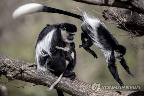 [속보] 국내 첫 원숭이두창 확진자 발생