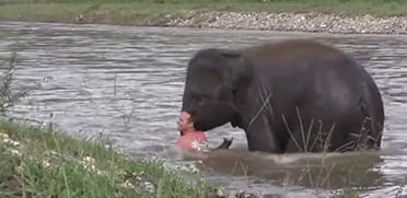최근 동물학계 뒤집힌 코끼리와 인간 사이의 이상한 관계 내용