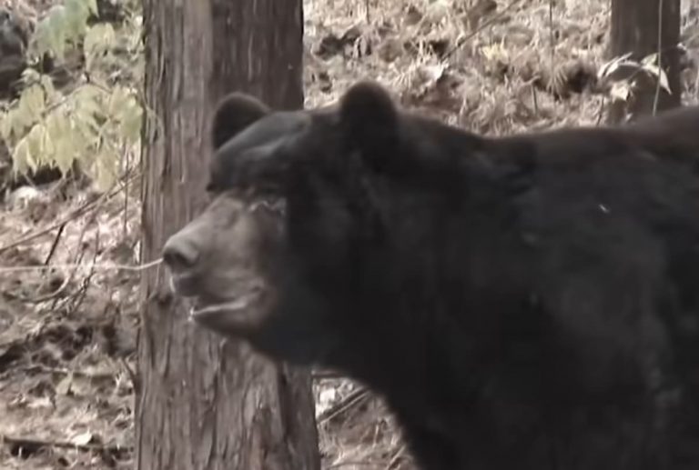 한국에서 사육되고 있는 곰의 모습