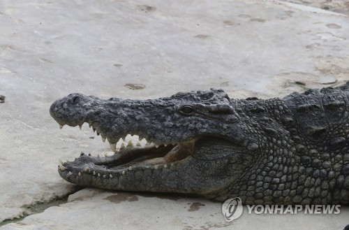 실시간 국내 지역 하천에서 몸길이 1m 살아있는'악어' 발견된 상황 (+대처 방법)