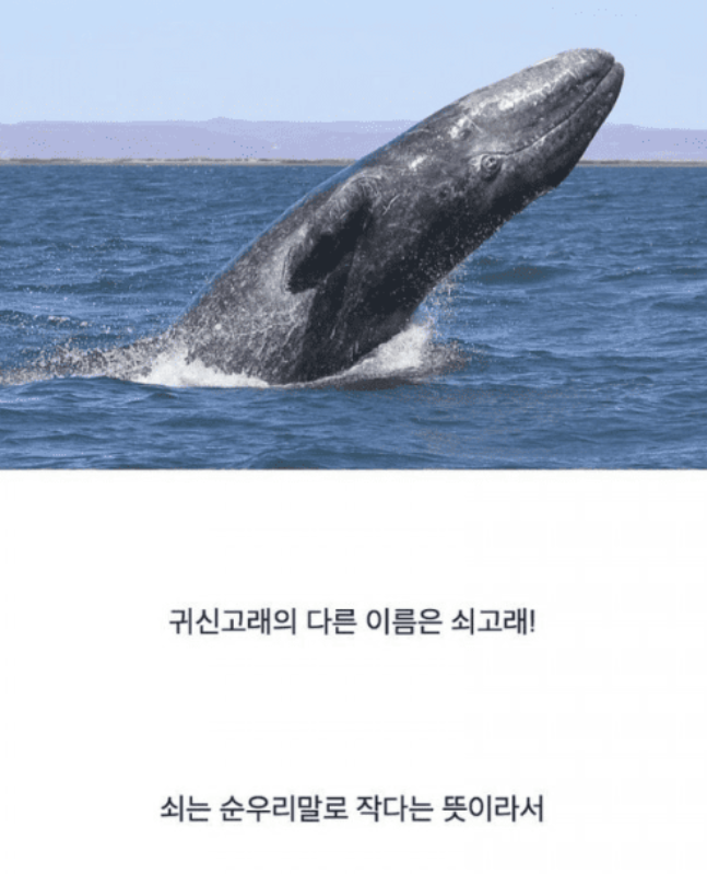 한국인들만 산후조리로 미역국을 먹는 이유