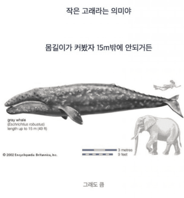 한국인들만 산후조리로 미역국을 먹는 이유