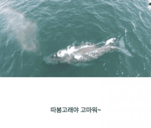 한국인들만 산후조리로 미역국을 먹는 이유