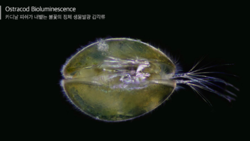 마리아나 해구 밑바닥에서 발견된 화염뿜는 물고기의 진실