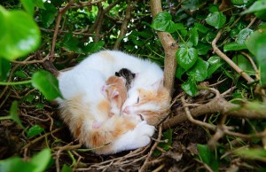 Kittens In A Nest 5
