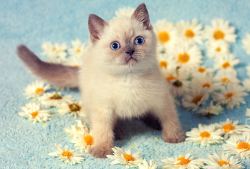 Cute little siamese kitten on chamomile flowers