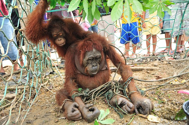 Orangutan Feature  Peni and mum at rescue.jpg