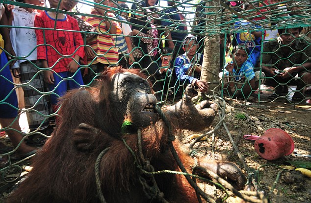 Orangutan Feature Peni and mum at rescue  (2).jpg