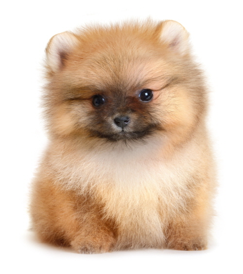 pomeranian puppy the age of 1,5 month isolated on white