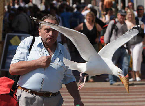 perfectly-timed-photos-19-e1445979048967 (5) static bored panda