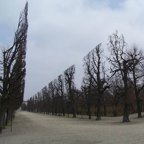 5.-These-trees-are-trimmed-to-appear-in-a-straight-line.-It-looks-like-something-straight-out-of-inception.