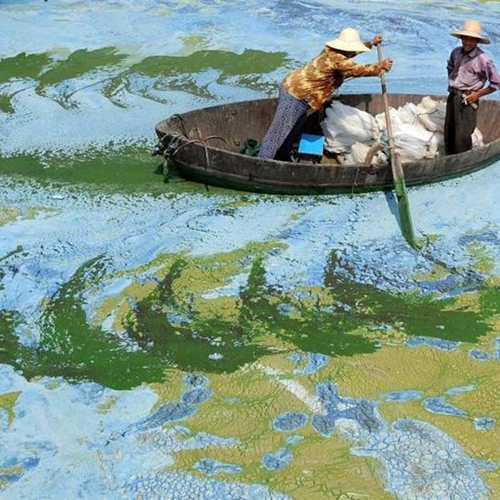 13.-Fishermen-on-Chaohu-Lake-China.-They-are-actually-rowing-through-algae-filled-water.