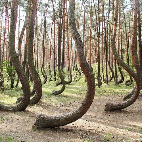 16.-The-Crooked-Forest-is-located-in-West-Pomerania-Poland-and-its-totally-stunning.-There-are-over-400-bent-trees-in-this-forest.