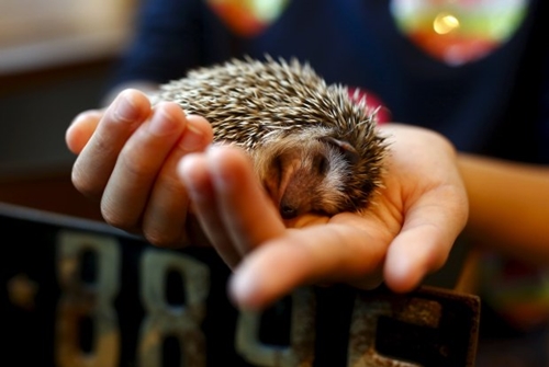 The Wider Image: Tokyo's Hedgehog cafe