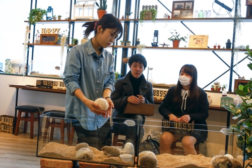 The Wider Image: Tokyo's Hedgehog cafe