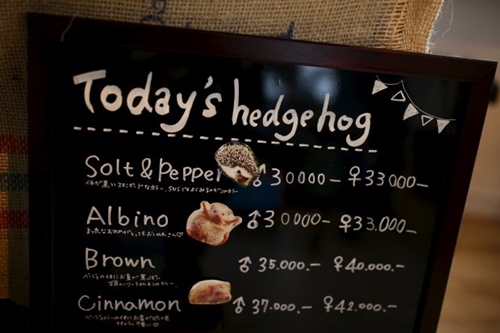 The Wider Image: Tokyo's Hedgehog cafe