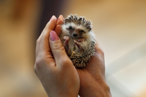 The Wider Image: Tokyo's Hedgehog cafe