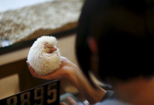 The Wider Image: Tokyo's Hedgehog cafe