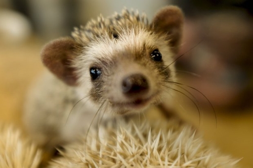 The Wider Image: Tokyo's Hedgehog cafe