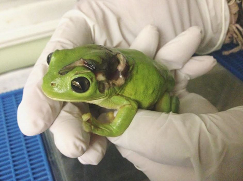 rescue-frog-surgery-lawnmower-green-tree-1-1