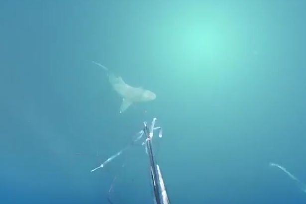 Spearfisher-kills-shark