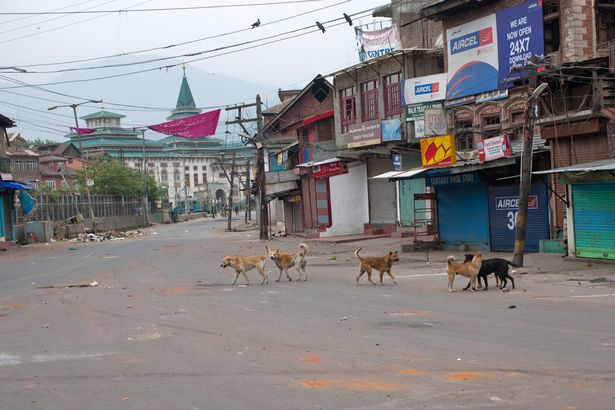 Stray-Dogs-India (1)