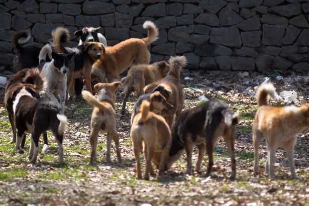 Stray-Dogs-India