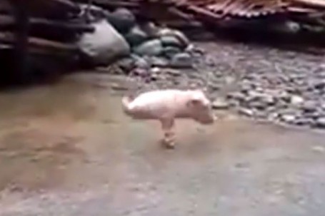 Two-legged-pig (1)