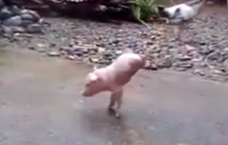 Two-legged-pig(2)