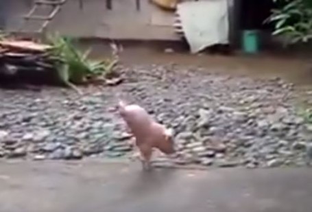 Two-legged-pig(4)