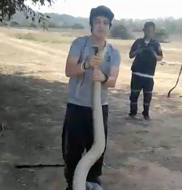 PAY-Incredible-footage-shows-man-grab-massive-king-cobra-by-his-bare-hands (1)