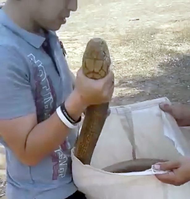 PAY-Incredible-footage-shows-man-grab-massive-king-cobra-by-his-bare-hands (2)