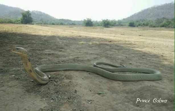 PAY-Incredible-footage-shows-man-grab-massive-king-cobra-by-his-bare-hands (5)