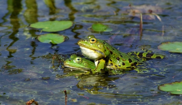 frog-174725_960_720