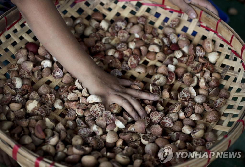 중국 판매금지 열매 빈랑 발암물질 사진