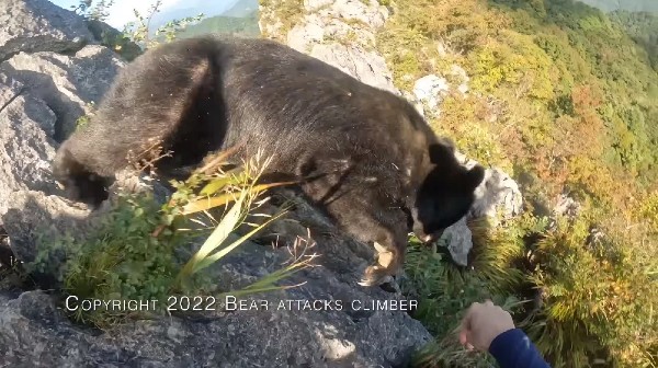 암벽 등반가 유튜브에 공개된 곰과 마주친 아찔한 영상