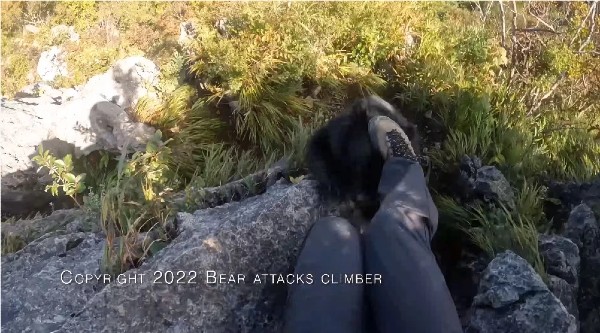암벽 등반가 유튜브에 공개된 곰과 마주친 아찔한 영상