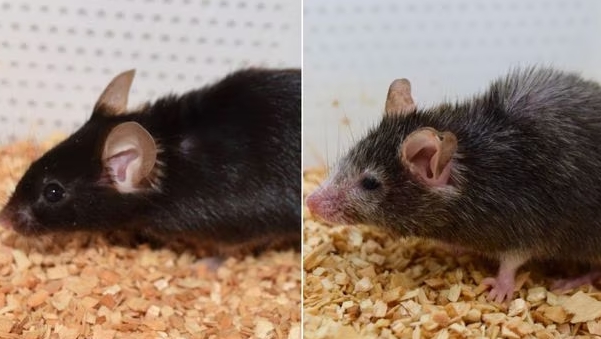 미국 하버드대 늙은 쥐 회춘 실험 성공