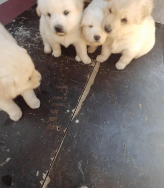 귀촌한지 1년만에 뼈저리게 후회하는 남자 2